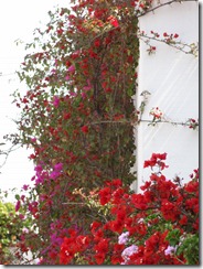05 Flowers on wall at Lorco museum in Lima