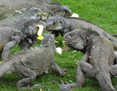 05 Iguanas fighting over food