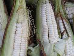 05 Large kernel corn