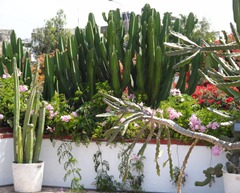 07 Cactus & flowers at Lorco museum