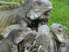 08 More Iguanas