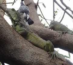 10 Iguanas in tree with pigeon