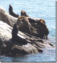 10 Sea Lions on rock at Drake castle