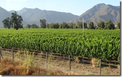 10 Vineyard in valley near Santiago