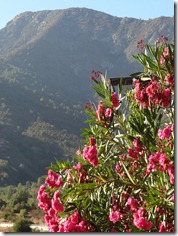 11 Mountain & red flower bush near Santiago