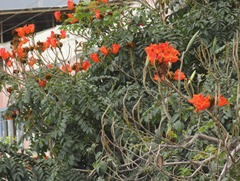 12 Red flowers on trees