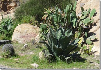 14 cactus at Drake castle