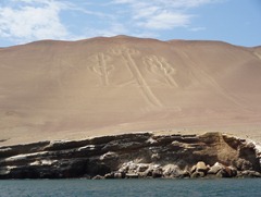 15 Giant Candelabra on hillside near Puerto San Martin