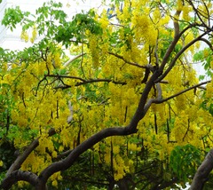 19 Yellow blooming trees