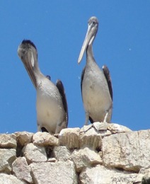 22 Pelicans & Grey Gulls at Ballestas