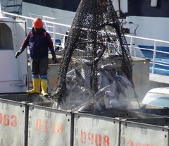 22 Unloading tuna