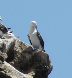 23 Pelicans & grey gulls with Kelp Gulls (lower rt) on cliff at Ballestros