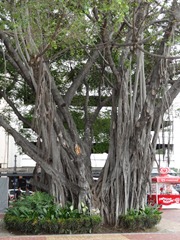 23 Possibly a Banjan tree on Malencon