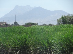 23 Sugar cane & mtn outside Trujillo