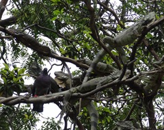 27 Iguanas in treetop