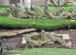 28 Iguanas