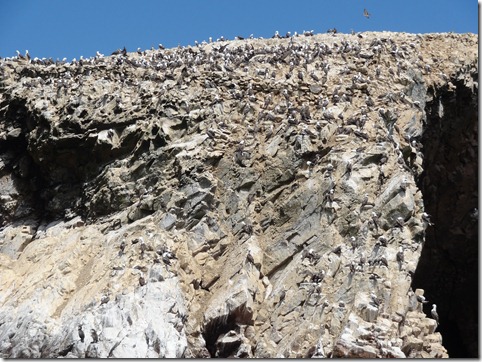 29 Cliff full of birds