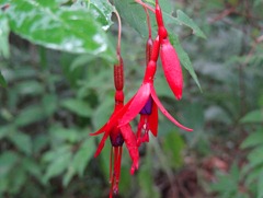 30 Wild Fuschia