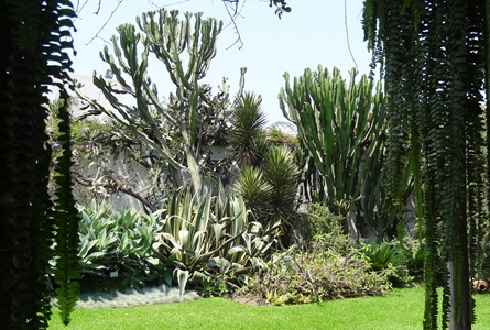 36 Cactus at Lorco  museum