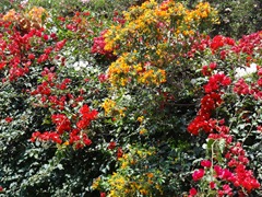 38 Red & yellow flowers at Lorco museum