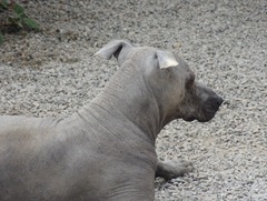 47 Peruvian hairless dog