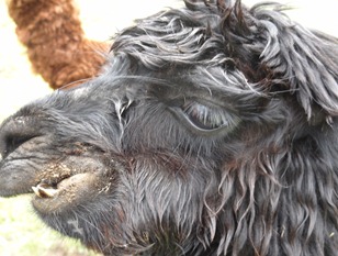 48 Llama (or perhaps not) at Pangal