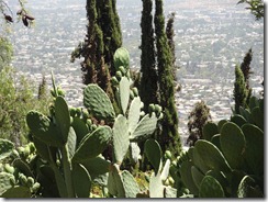 49 Cactus on hillside
