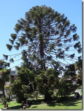 54 Christmas tree-like fir in Vina del Mar