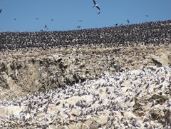 54 Hillside of birds