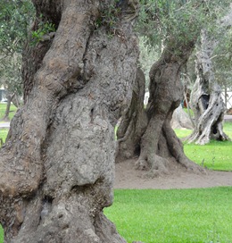 56 Olive tree park, Lima