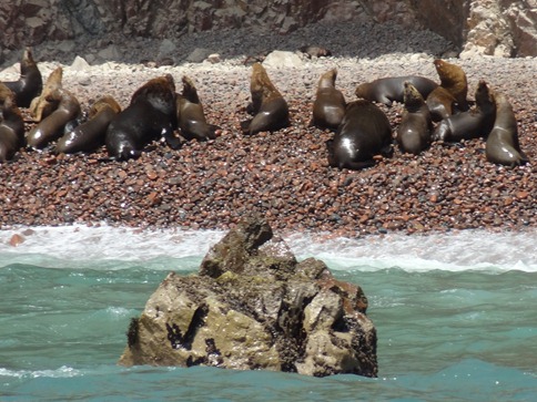 61 Sea Lions on the beach