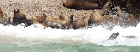 62 Sea lions in the surf