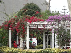 69 Red & purple Bougainvillea, at circuit of the waters, Lima