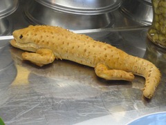 78 Alligator bread sculpture on Prinsendam