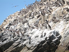 88 Birds at Ballestas