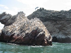 89 Birds on rock at Ballestas