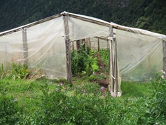 93 Greenhouse at campo in Pangal