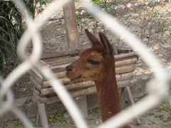 97 Llama through chain link fence at  Huaca Pucllana