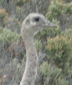 04 Rhea at Otway Sound