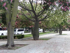 06 Male & female trees