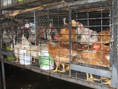 09 Chickens & ducks at Mercado