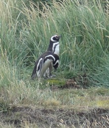 09 Penguins at Otway Sound near  Punta Arenas, Chile
