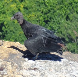 111 Black Buzzard at Sugarloaf
