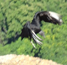 112 Birds fighting at Sugarloaf