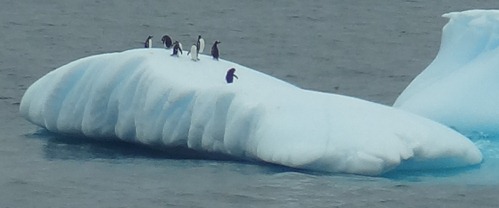 112 Gentoo Penguins on bergey bit