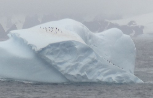 126 Iceberg with penguins (some climbing up on right)