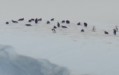 127 Iceberg with chinstrap penguins