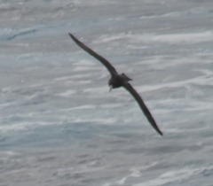 12 Giant Petrel