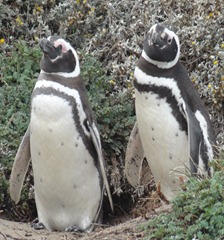 14 Penguins at Otway Sound near  Punta Arenas