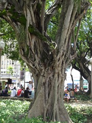14 Trees in Praca Costa Pereira